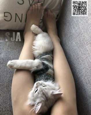 免费影视剧网站大全